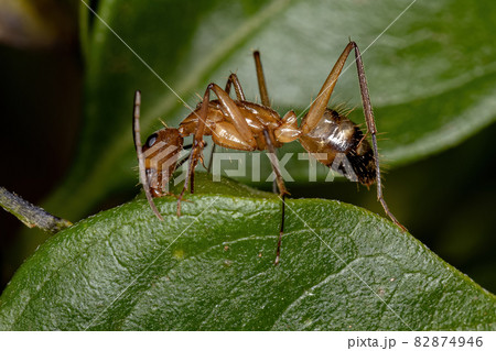 Adult Female Carpenter Ant 82874946