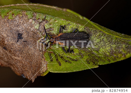 Adult Leaf Beetle Adult Leaf Beetle 82874954