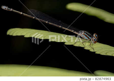 Adult Narrow-winged Damselfly 82874963