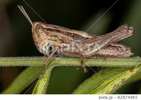 Adult Stridulating Slant-faced Grasshopper 82874965