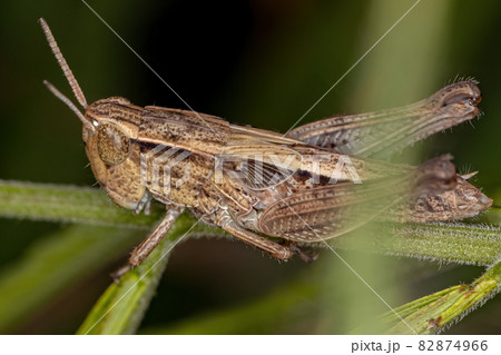 Adult Stridulating Slant-faced Grasshopper 82874966