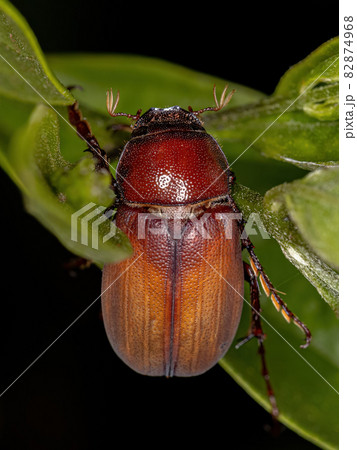 Adult June Beetle 82874968
