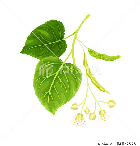 Blossoming twig of linden. Blooming Tilia Cordata tree vector illustration 82875056