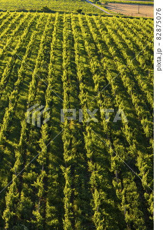 Vineyards under Palava near Zajeci, Southern Moravia, Czech Republic 82875076