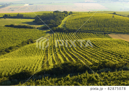 Vineyards under Palava near Zajeci, Southern Moravia, Czech Republic Vineyards under Palava near Zajeci, Southern Moravia, Czech Republic 82875078