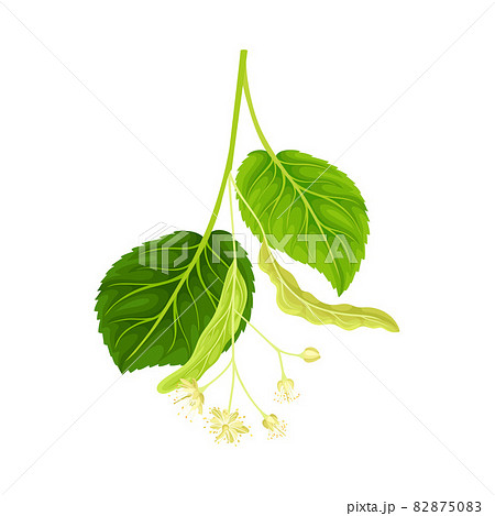 Linden twig. Blooming Tilia Cordata tree branch vector illustration Linden twig. Blooming Tilia Cordata tree branch vector illustration 82875083