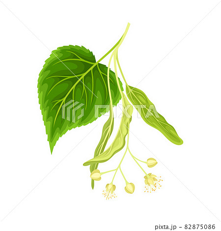 Linden twig with leaves and flowers. Blooming Tilia Cordata tree branch vector illustration 82875086