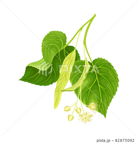 Linden twig with green leaves and flowers. Blooming Tilia Cordata tree branch vector illustration 82875092