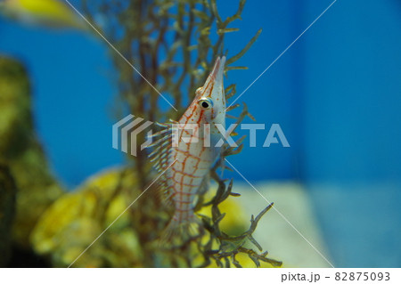 クダゴンベ　観賞魚　爽やかな魚　城崎マリンワールド 82875093