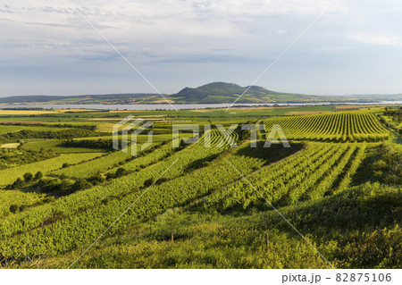 Vineyards near Nove Mlyny reservoir with Palava, Southern Moravia, Czech Republic 82875106