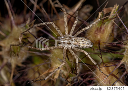 Running Crab Spider 82875405