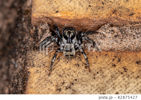 Small male jumping spider 82875427