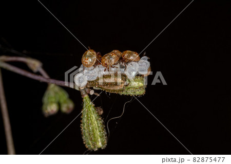 Small Stink Bugs Nymph 82875477