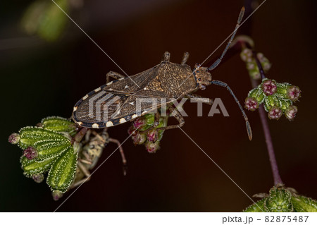 Adult Leaf-footed Bug Adult Leaf-footed Bug 82875487