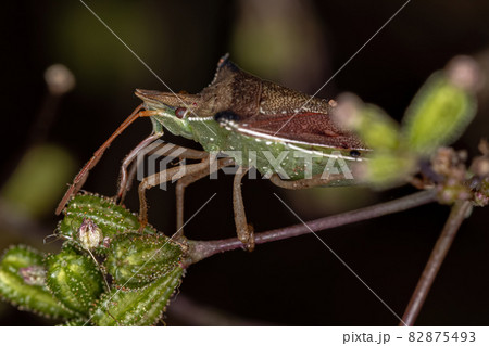 Adult Green belly bug Adult Green belly bug 82875493