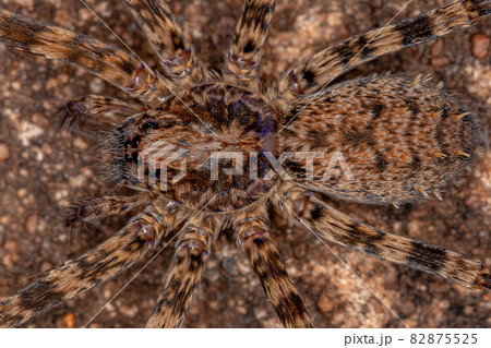Adult Female Wandering Spider 82875525