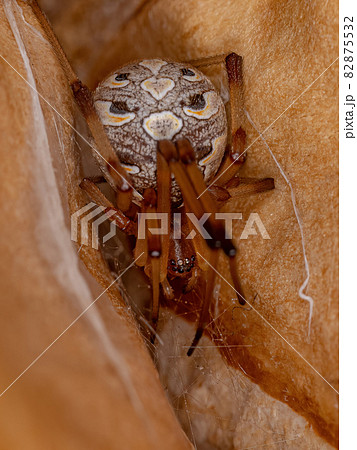 Adult Female Brown Widow Spider 82875532