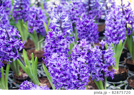 背景 バックグラウンド バックグランド 82875720