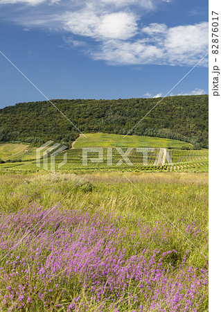 Blooming meadow in Tokaj region, Northern Hungary Blooming meadow in Tokaj region, Northern Hungary 82876017