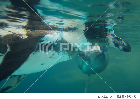 フンボルトペンギン　泳ぐ姿　水中　可愛い動物　城崎マリンワールド　ペンギン 82876040