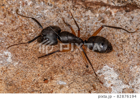 Adult Female Carpenter Ant 82876194
