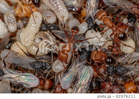 Adult Harvester Ants Adult Harvester Ants 82876211