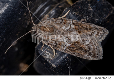 Black-olive Caterpillar Moth 82876212