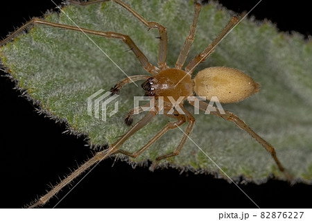 Adult Male Longlegged Sac Spider Adult Male Longlegged Sac Spider 82876227