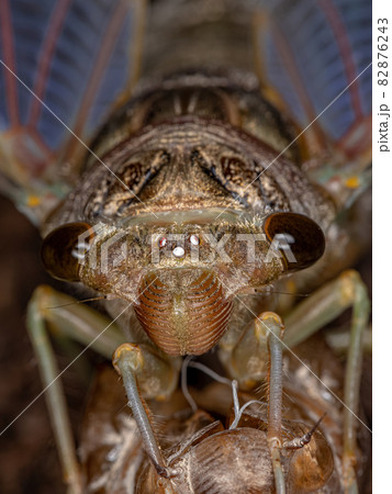 Adult Giant Cicada Adult Giant Cicada 82876243