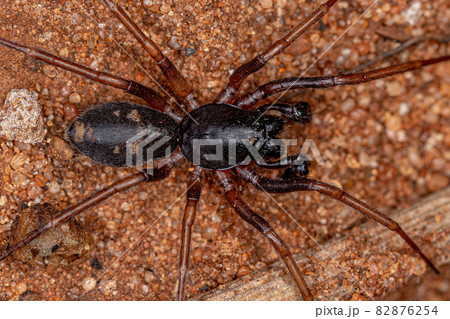 Male Adult Ant mimic Sac Spider Male Adult Ant mimic Sac Spider 82876254