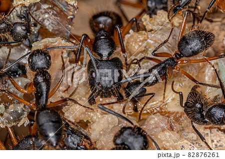 Adult Female Carpenter Ant 82876261