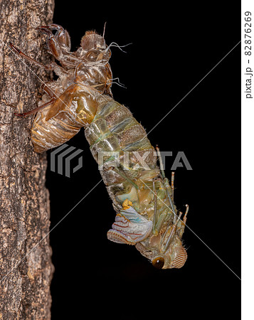 Adult Giant Cicada Adult Giant Cicada 82876269