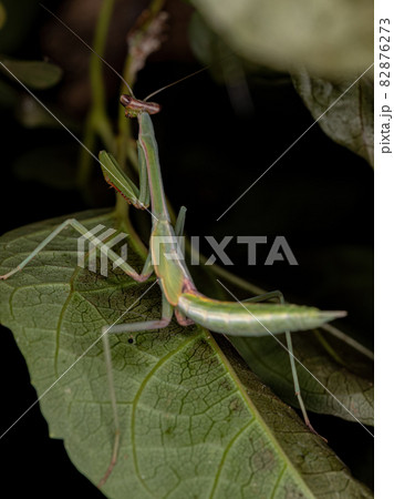 Small Mantid nymph 82876273