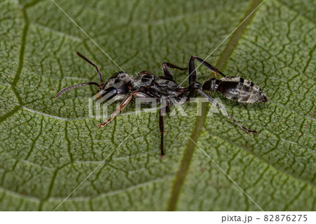 Adult Red Twig Ant 82876275