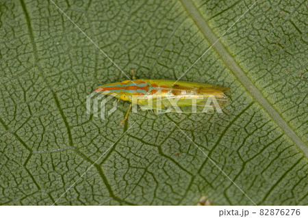 Adult Typical Leafhopper 82876276