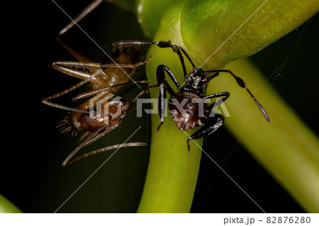 Adult Female Carpenter Ant and Leaf-footed Bug Nymph Adult Female Carpenter Ant and Leaf-footed Bug Nymph 82876280