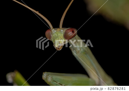 Small Green Mantid Small Green Mantid 82876281
