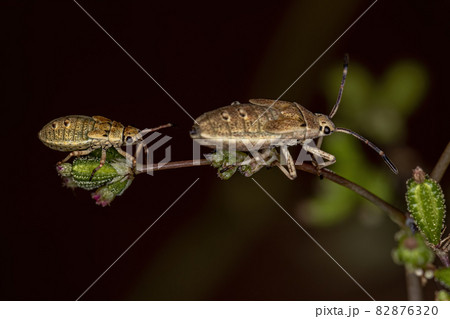Leaf-footed Bug Nymph 82876320