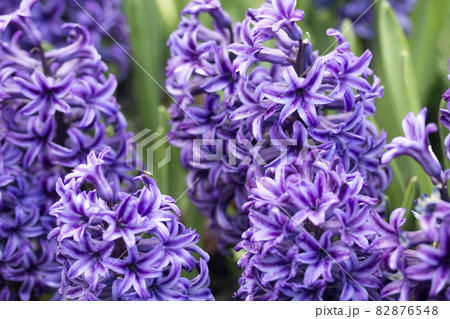 背景 バックグラウンド バックグランド 82876548