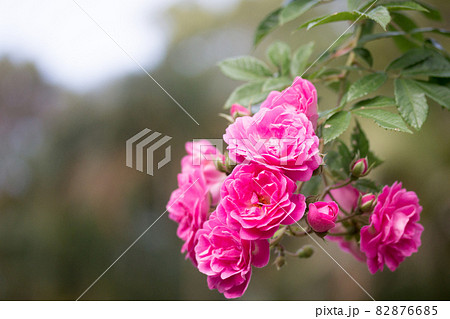 配置 揃える 整える 82876685