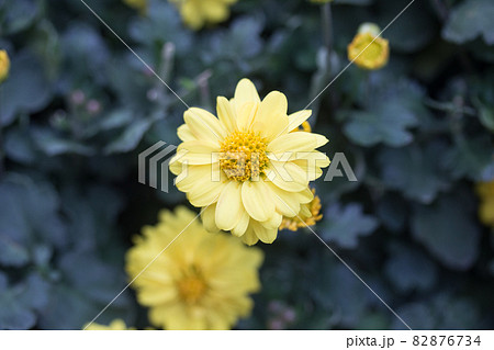 秋 あき 秋の 82876734