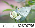 動物 動物学 背景 82876756