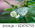 ブルーミング 開花 咲く 82876759