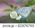 動物 動物学 背景 82876760