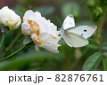 動物 動物学 背景 82876761