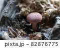 秋の季節 背景 バックグラウンド 82876775