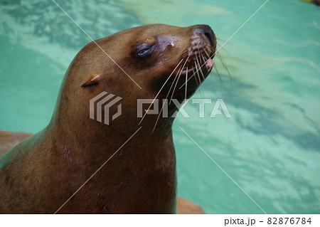 トド　可愛い動物　城崎マリンワールド　アトラクション 82876784