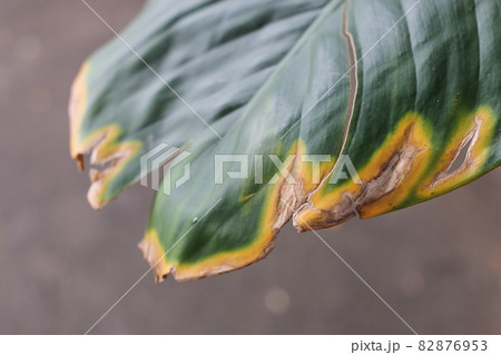 Maize  Rust diseases that damage on leaf,  Dieffenbachia planting in Thailand 82876953