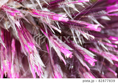 Macro of the feathery petal leaves on a Joey Plant 82877839