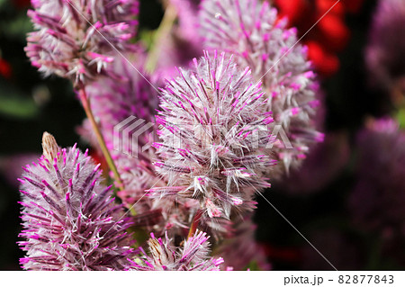 Pink feathery blossoms on a Joey Plant Pink feathery blossoms on a Joey Plant 82877843
